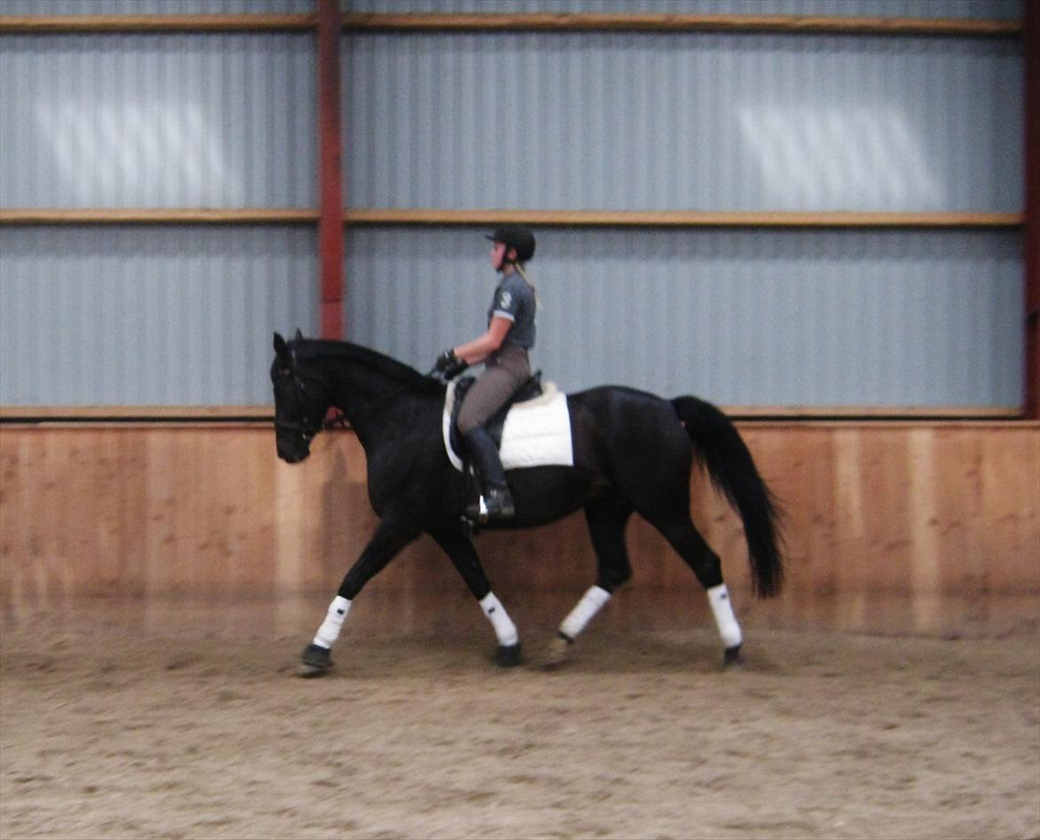 Dansk Varmblod Leasy - D. 16/6-12 billede 15