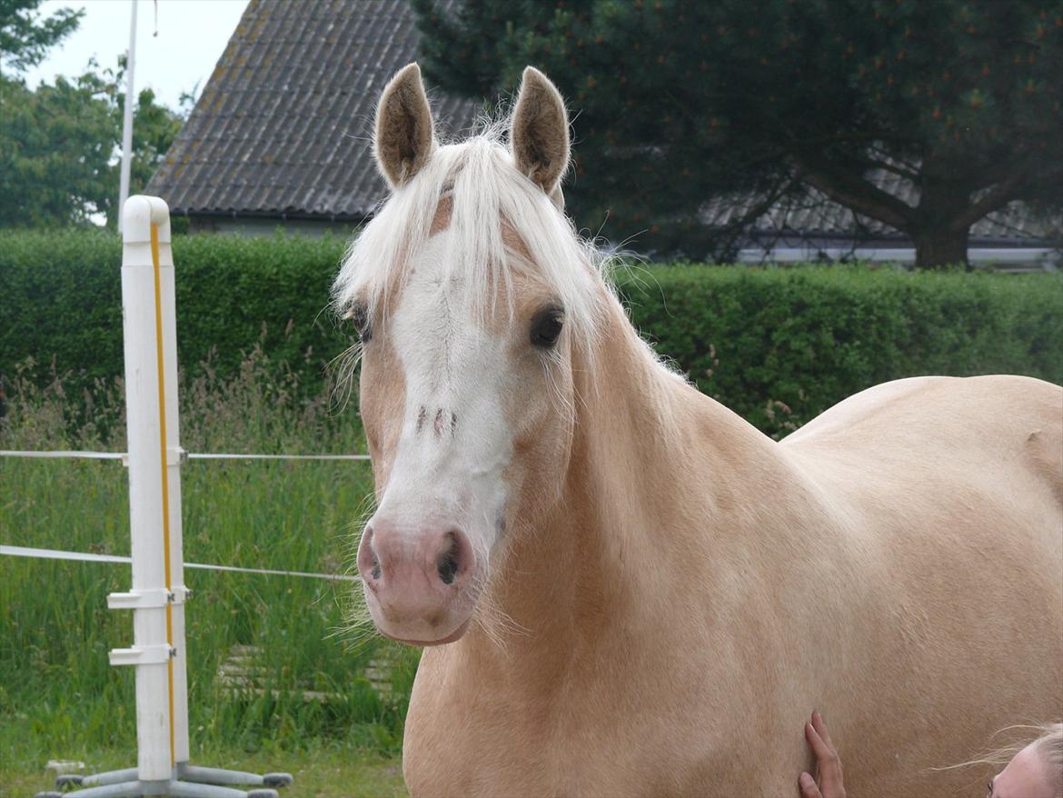 DSP Tovdal's Ivory Princess <3 - <3 billede 10