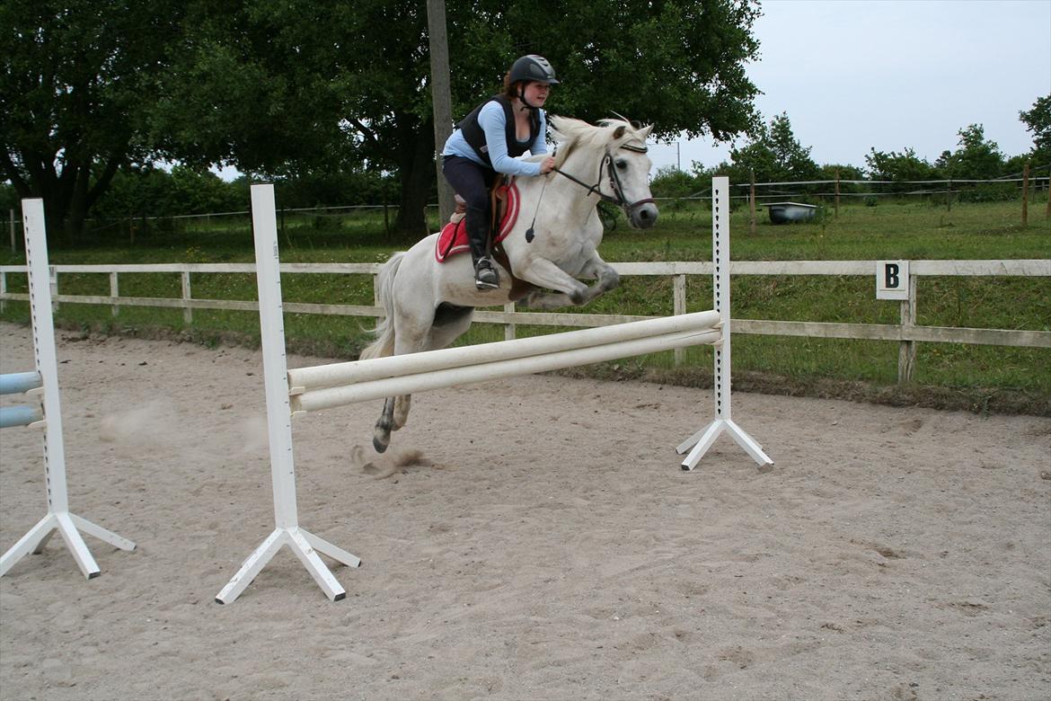 Welsh Pony (sec B) Skovbjergs Choice billede 17