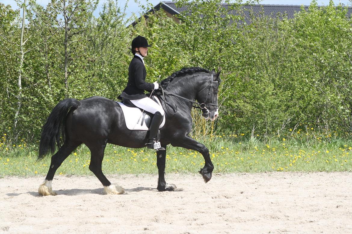 Welsh Cob (sec D) Derwen True To Form (R.I.P.) - Farmland Cup HDR maj 2012. billede 18