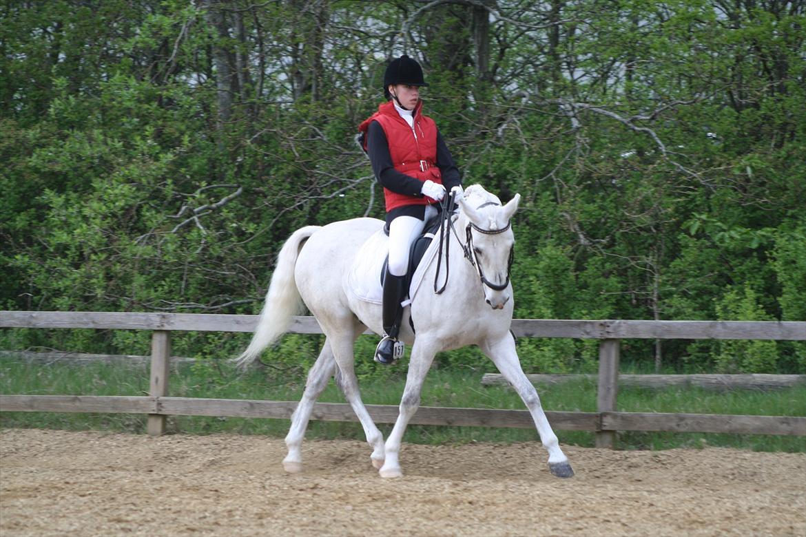 DSP Tovdal's Toby SOLGT - Ikast maj 2012 billede 20