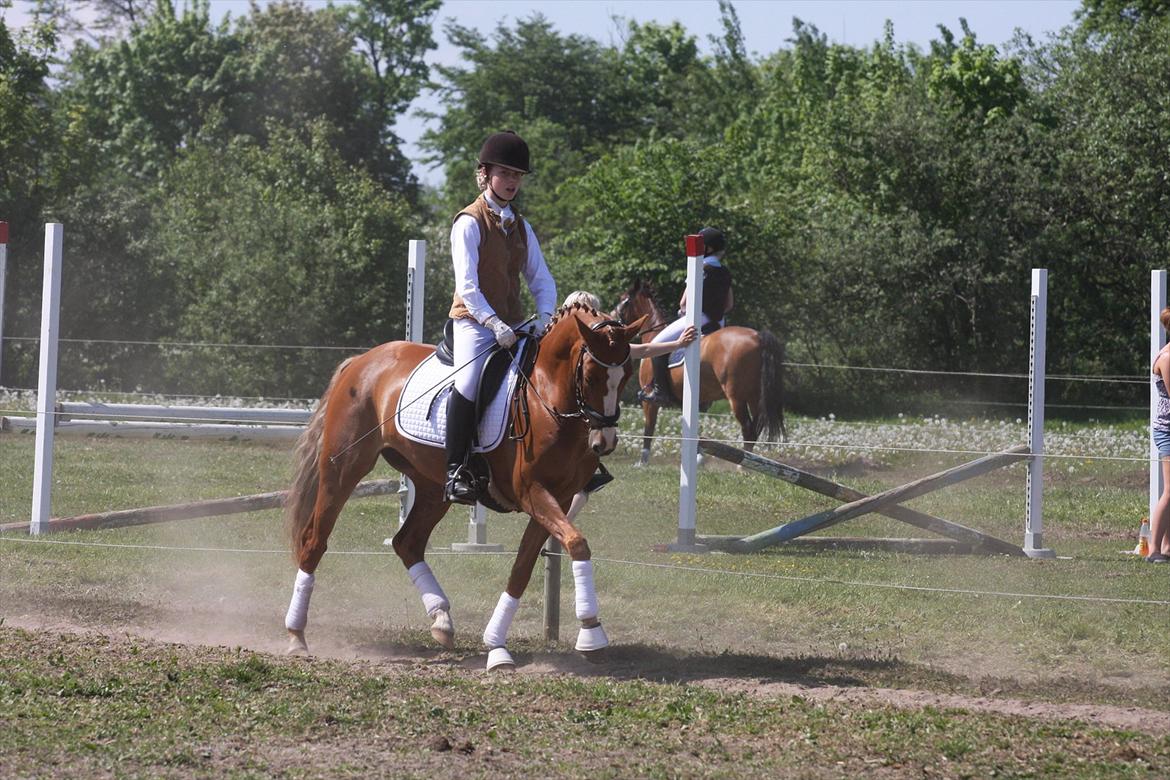 Anden særlig race Nørregårdens My Lady - Til stævne i jetsmark. billede 10