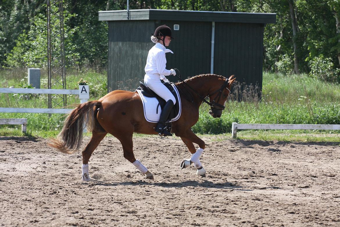 Anden særlig race Nørregårdens My Lady - Jetsmark:) billede 8