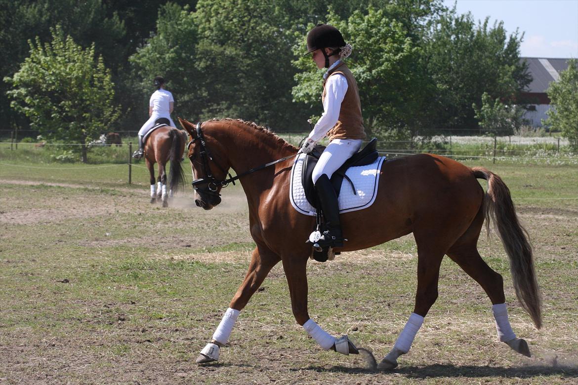 Anden særlig race Nørregårdens My Lady billede 6