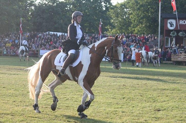 Pinto Solheimgaards Margó - Roskilde Dyreskue 2012 billede 10