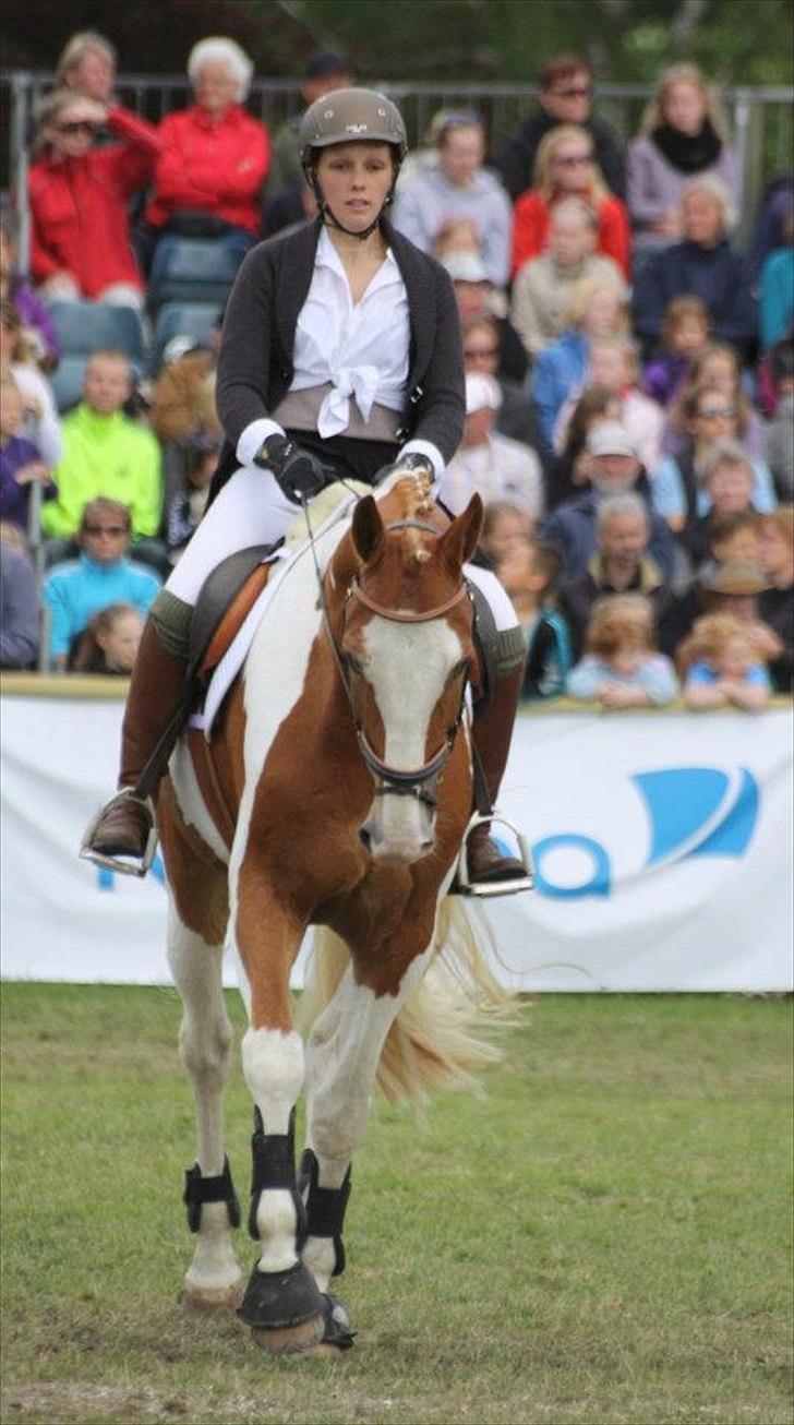 Pinto Solheimgaards Margó - Roskilde Dyreskue 2012 billede 11
