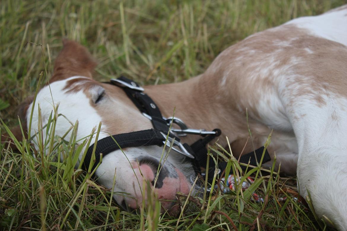 Irish Cob Bella Donna - 5 dage  billede 9