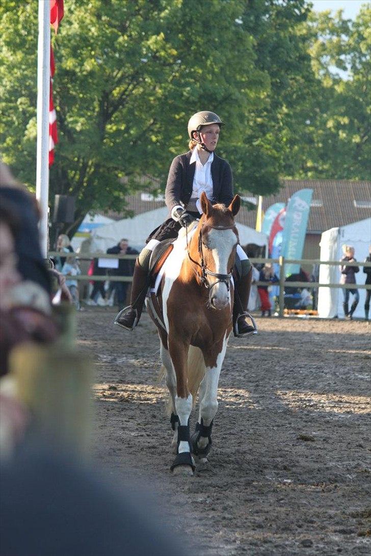 Pinto Solheimgaards Margó - Roskilde Dyreskue 2012 billede 12