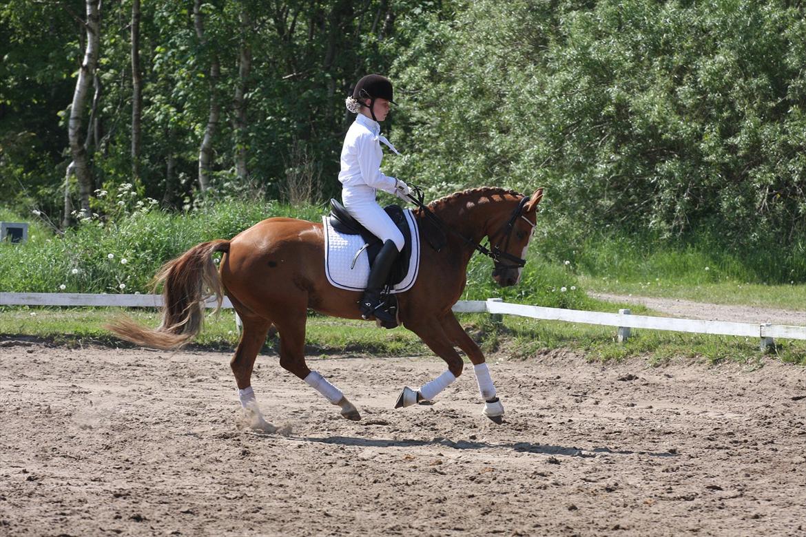 Anden særlig race Nørregårdens My Lady billede 15