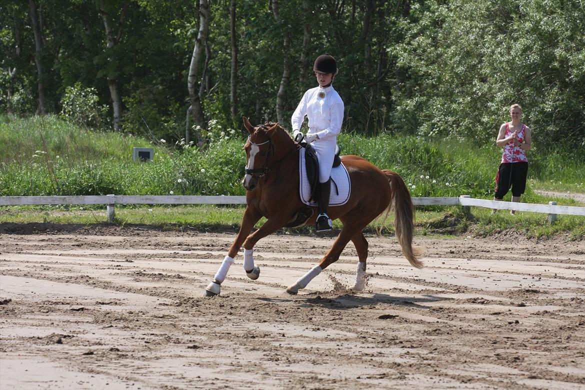 Anden særlig race Nørregårdens My Lady - Vores tredje stævne:) billede 4