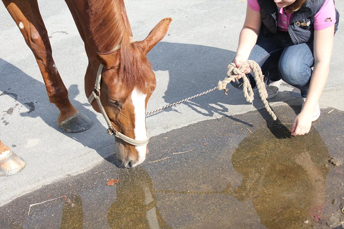 Dansk Varmblod Red Passion - Mennesker vil forråde dine hemmeligheder, dit venskab og din kærlighed. Men dyr vil aldrig bedrage dig - Red Passion <3 Foto: Anna billede 17