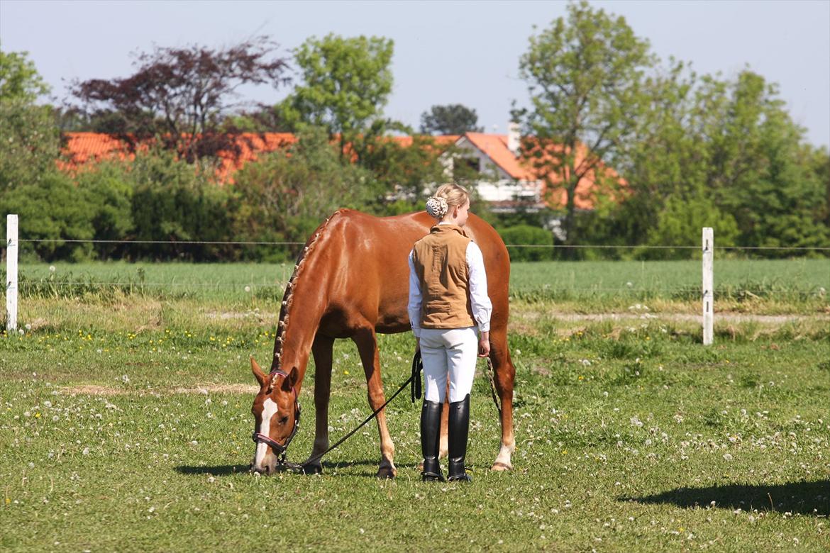 Anden særlig race Nørregårdens My Lady - Lady får sig lige en bid græs før hun skal til at arbejde:) billede 16