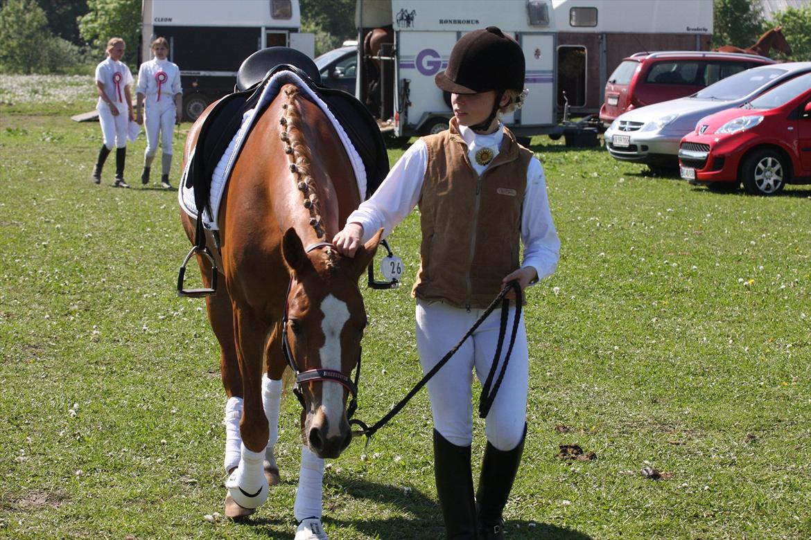 Anden særlig race Nørregårdens My Lady billede 12