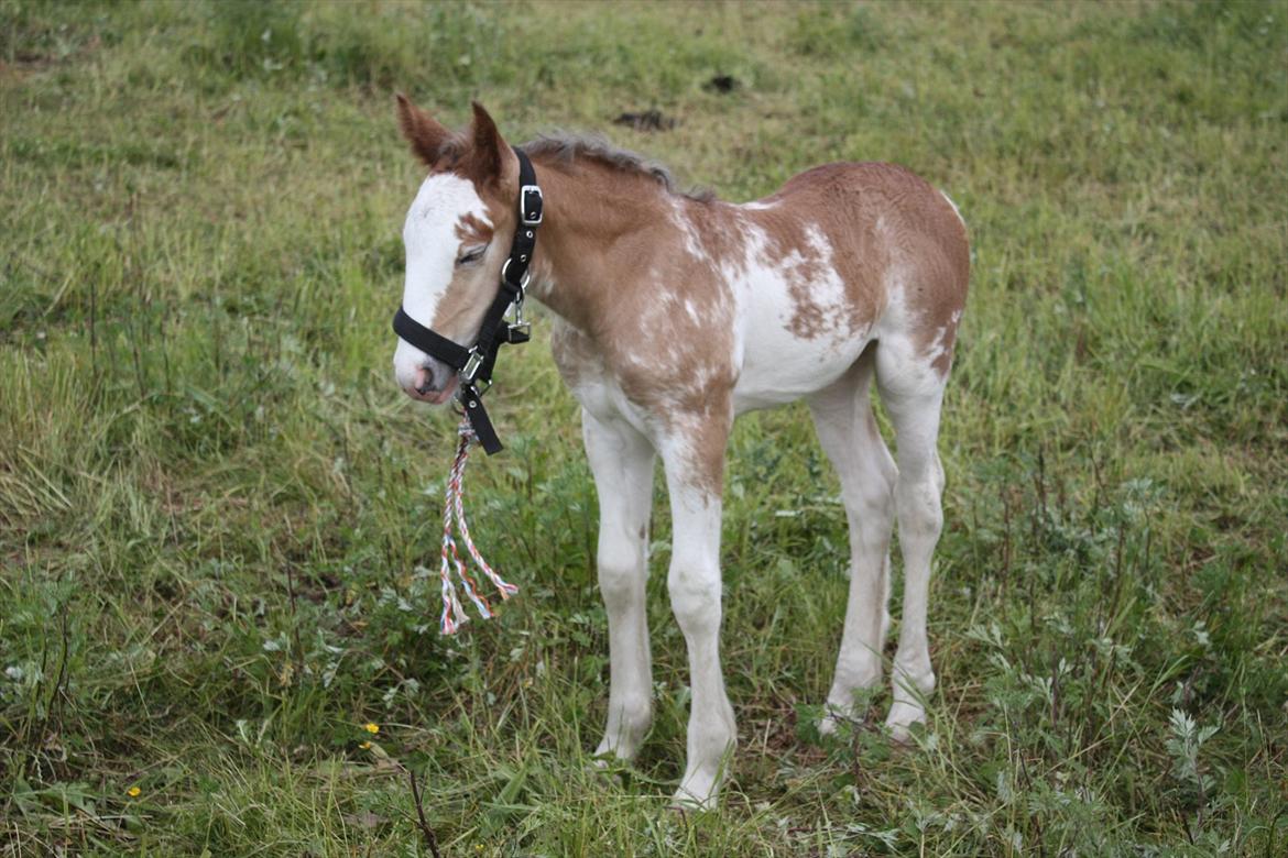 Irish Cob Bella Donna - 5 dage og lige fået grime på.  :) billede 10