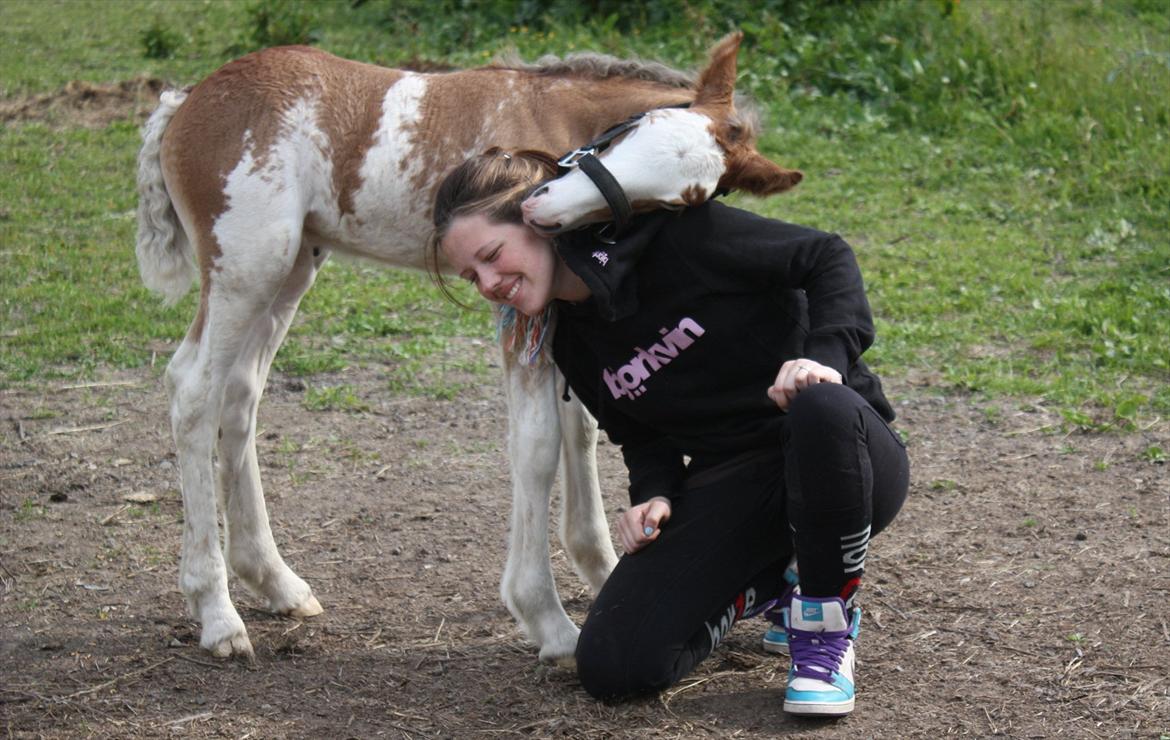 Irish Cob Bella Donna - 5 dage, hygger med Mathilde.  :) billede 11