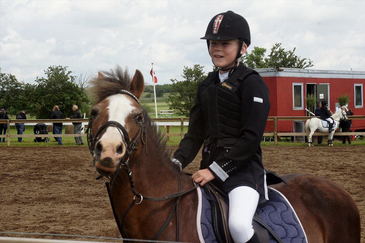 Welsh Mountain (sec A) Petra’s Dienie (Daisy) <3 - Her til første stævne hos os :) billede 5
