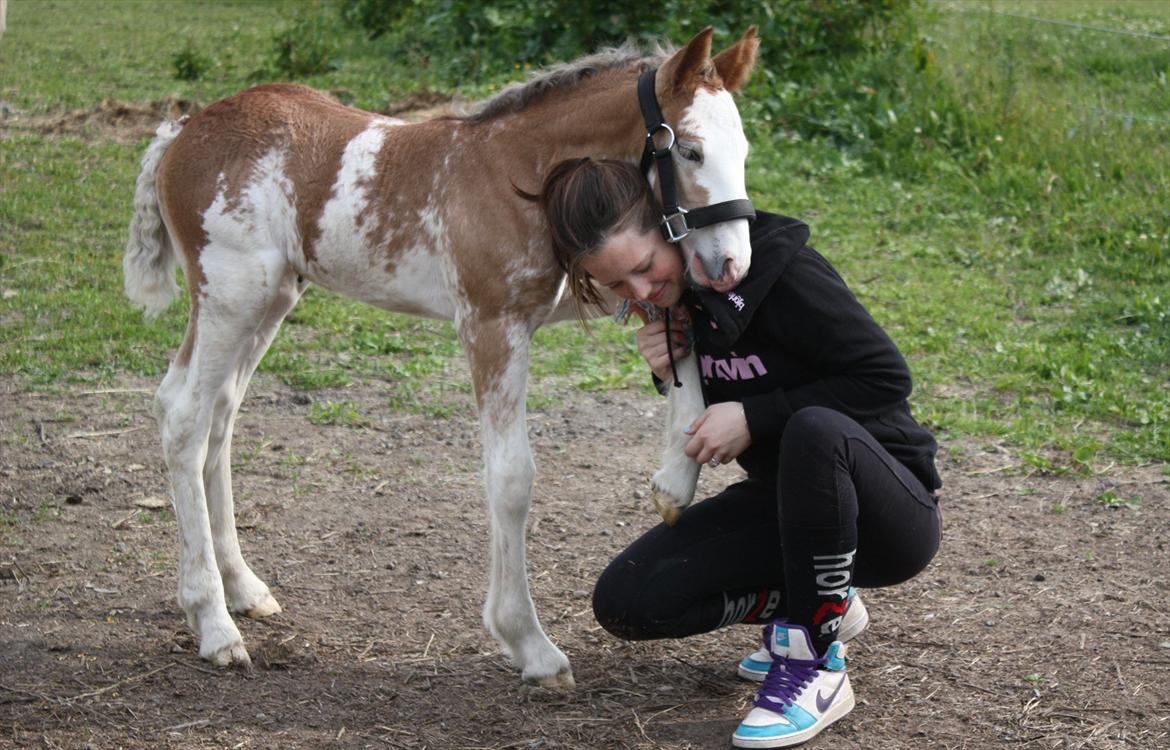 Irish Cob Bella Donna - 5 dage, hygger med Mathilde.  :) billede 13
