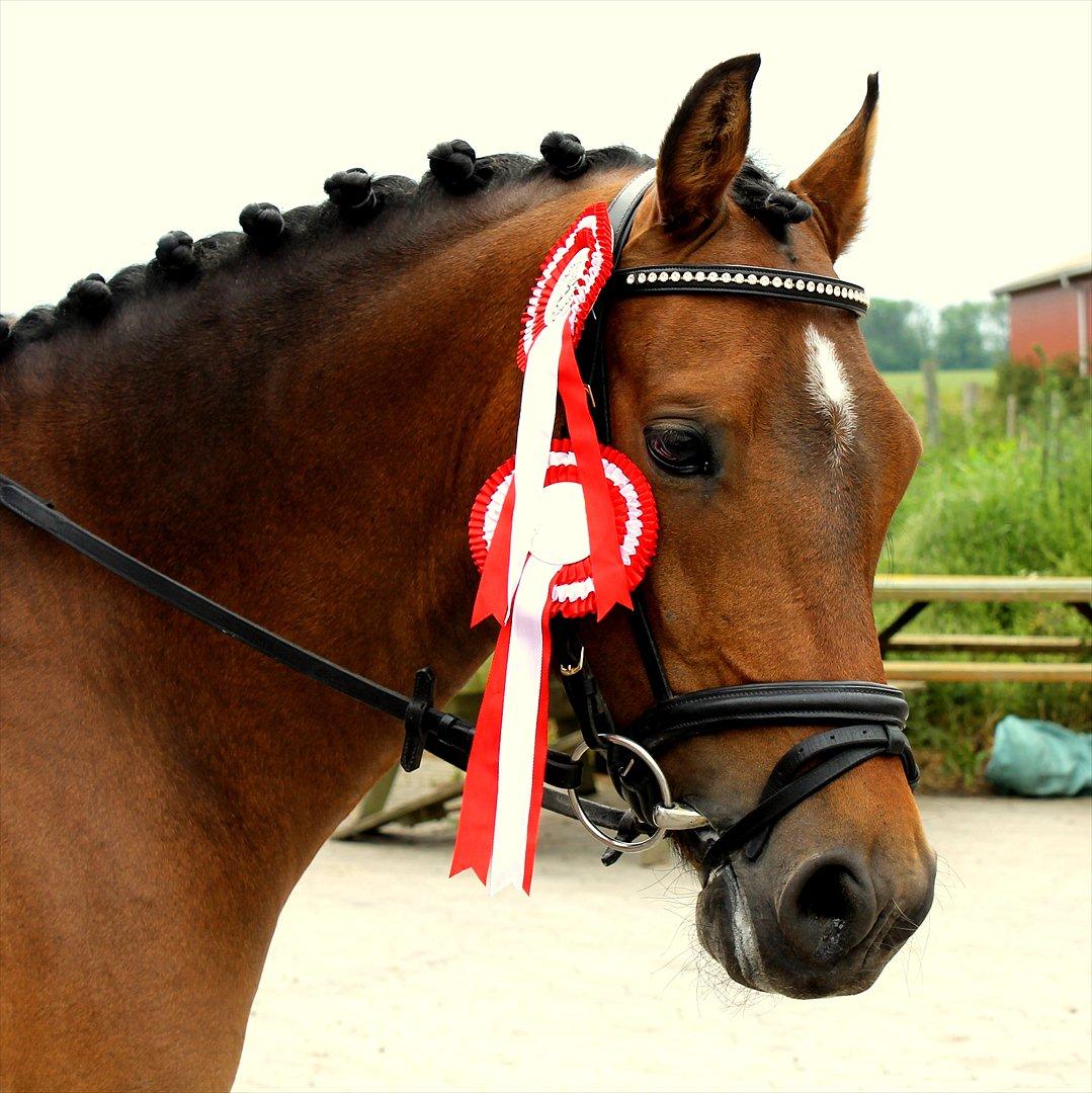 Tysk Sportspony Dorn - Velkommen til Dorn's profil:-)
- Klubmester 2012 og vinder af La1 og La2 billede 8