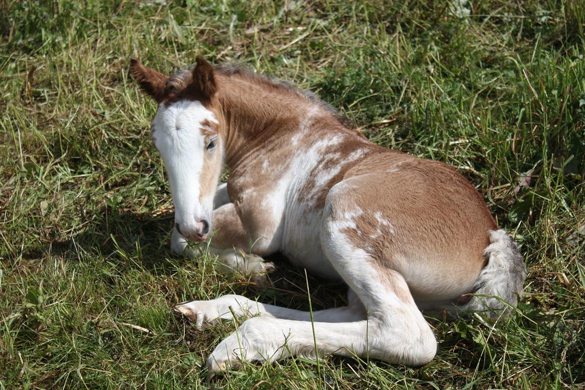 Irish Cob Bella Donna - 5 dage billede 14
