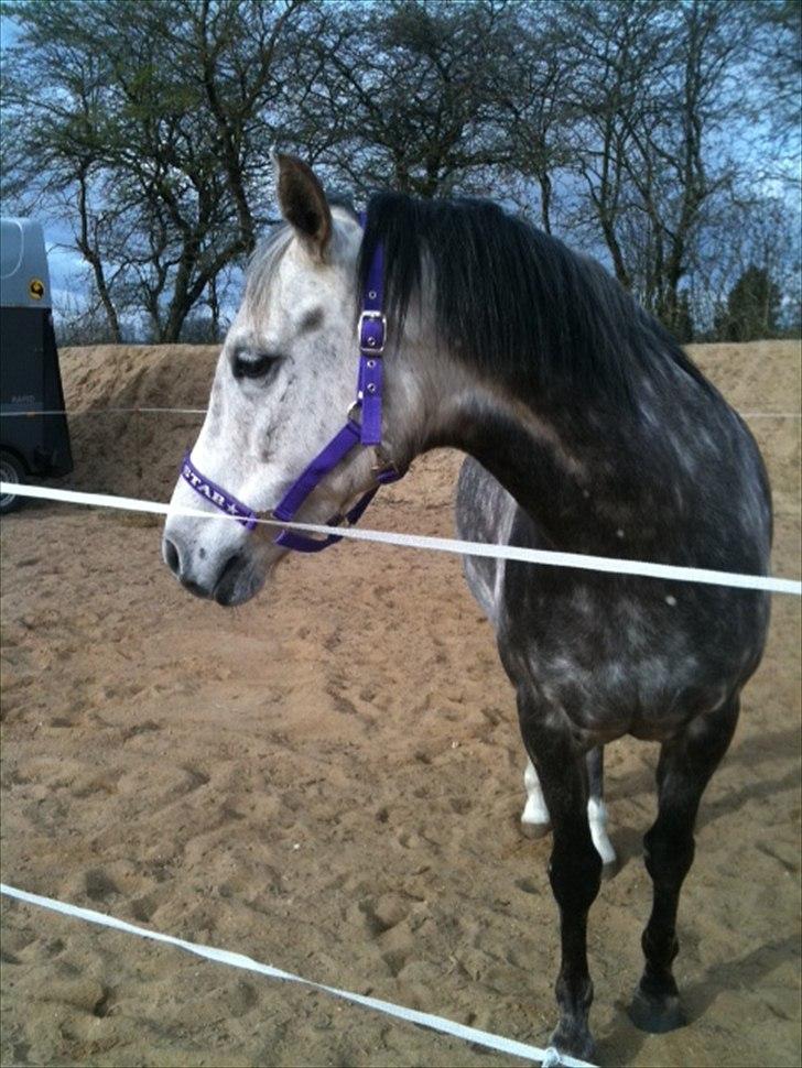 Anden særlig race Jasmijn - til Rhd stævne  billede 2