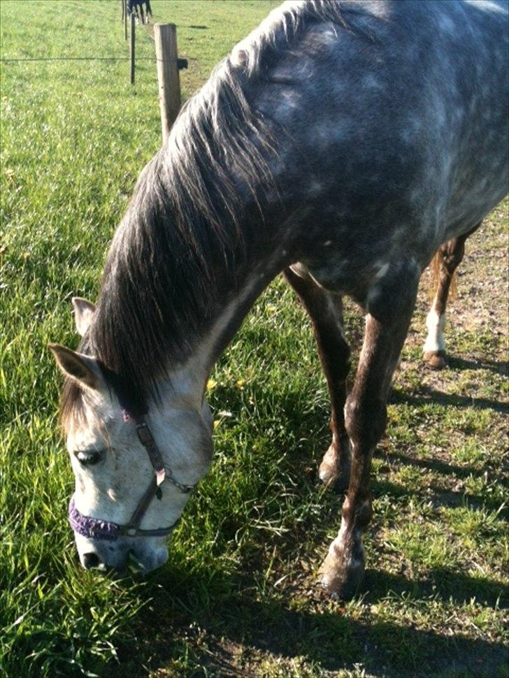 Anden særlig race Jasmijn - nam nam billede 4