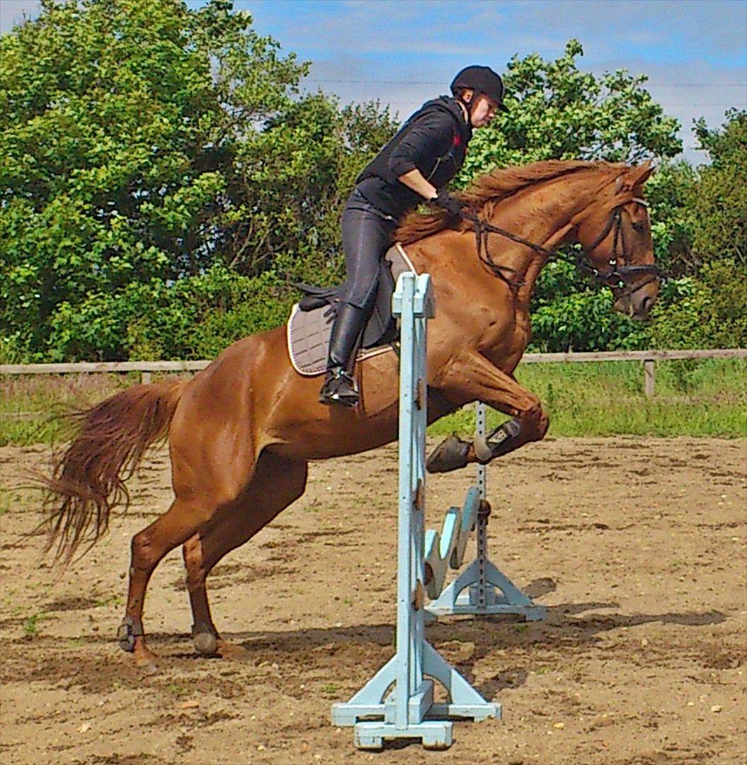 Fuldblod (XX) Tarika Pigen  ** SOLGT** - så prøver vi og springe,  for anden gang der hvor hun står. (: 
16-6-2012 billede 18