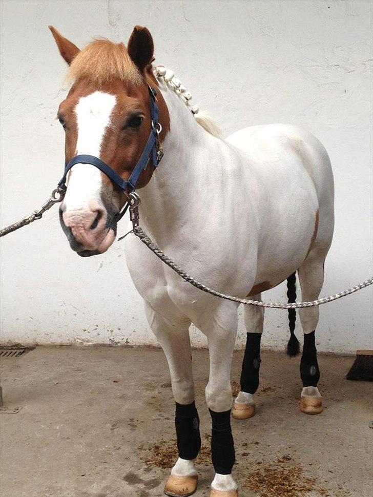 Anden særlig race Tarzan billede 13