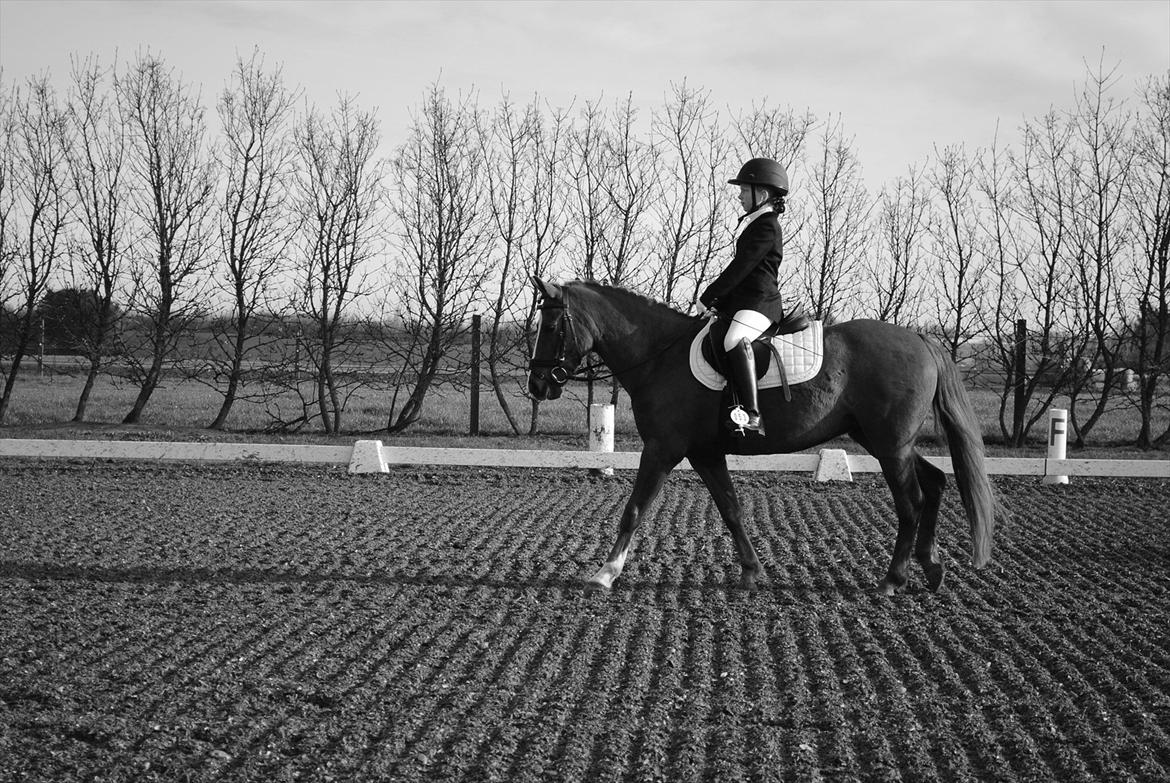 Anden særlig race ISOBELL (solgt) - Melissa og Isobell <3 billede 1