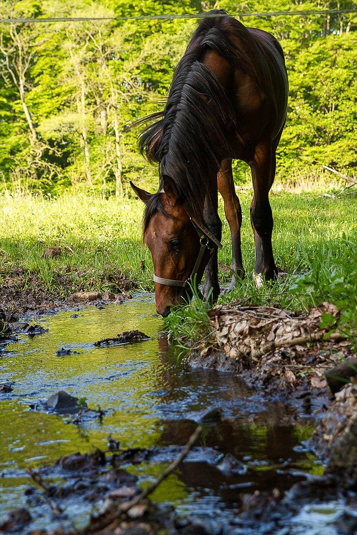 Dansk Varmblod Monty af Dandanell *SOLGT* - Basse i engen med eget bæk de kan drikke af. Så hygsomt :) billede 7