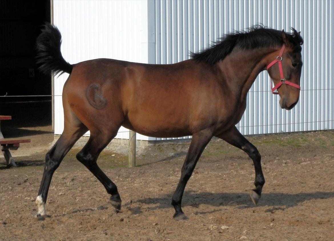 Pura Raza Española Batista Casanova - Forår 2012 billede 4
