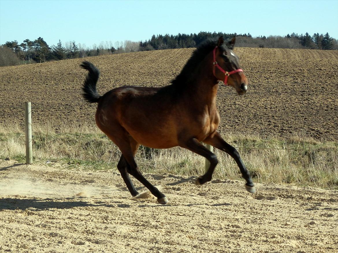 Pura Raza Española Batista Casanova - Forår 2012 billede 7