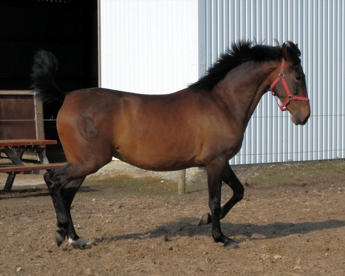 Pura Raza Española Batista Casanova - Forår 2012 billede 8