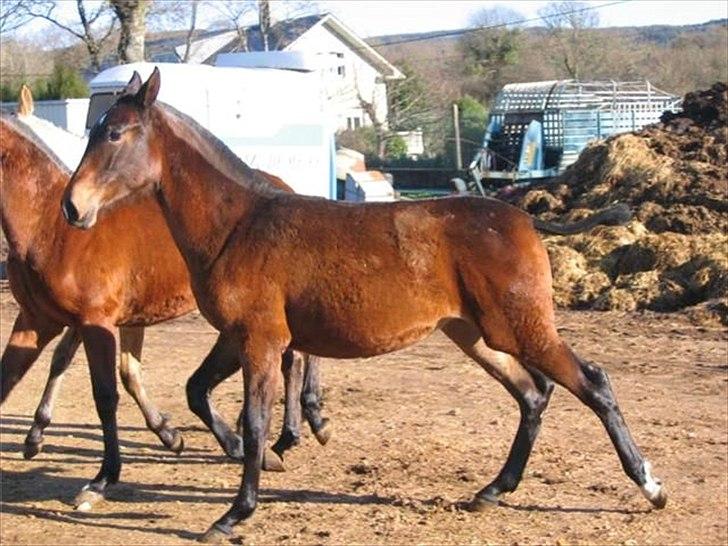 Pura Raza Española Batista Casanova - Fra hendes hjem i Spanien. Hun er 2 år på billeder. billede 11
