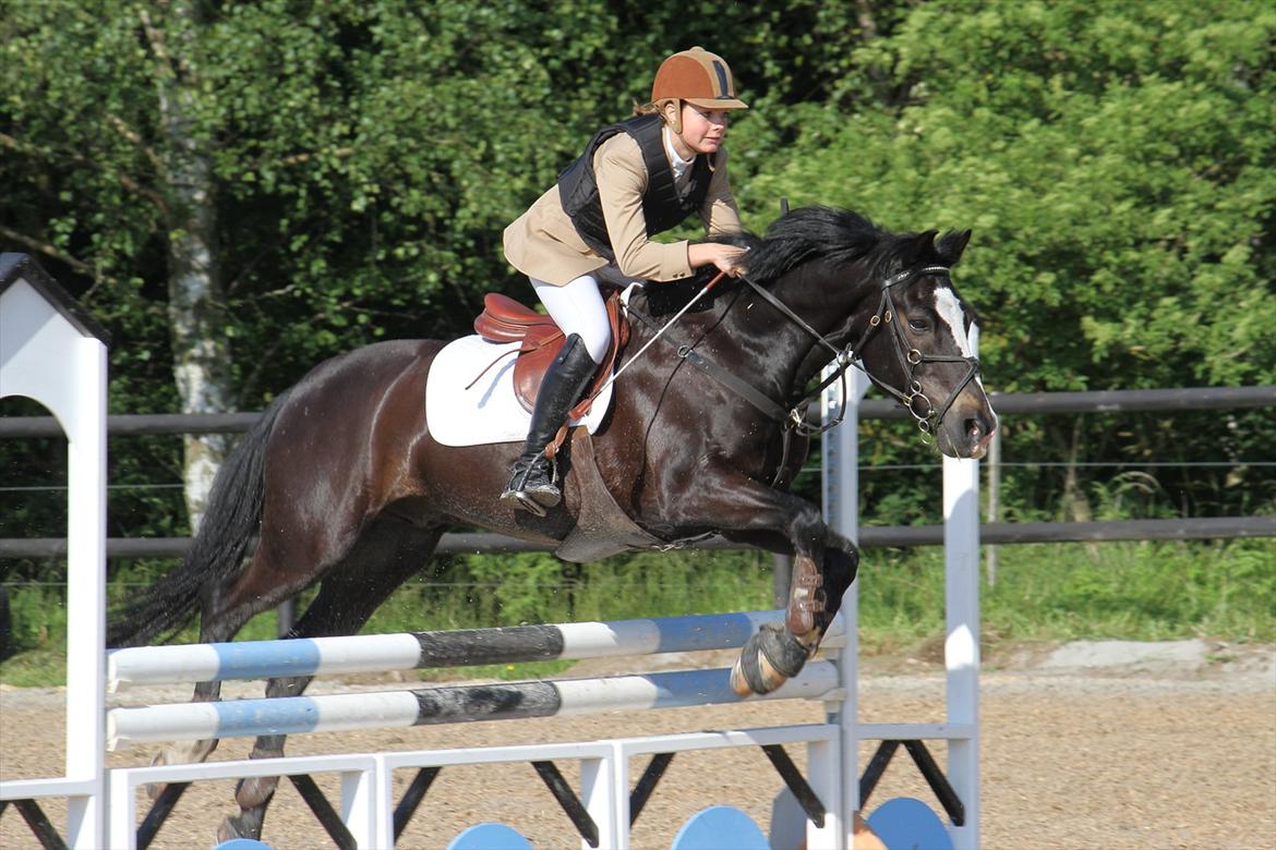 New Forest Adam af wrångebäck - Ballerup Rideklub 4. Plads :D billede 1