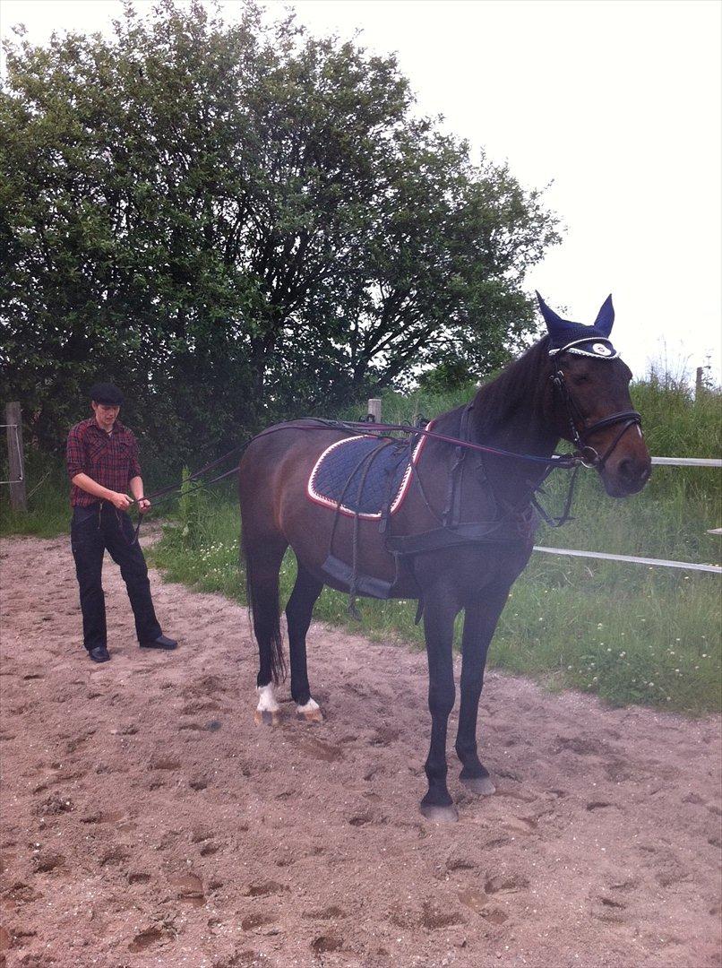 Dansk Varmblod Forza Enshøj - Juni 2012. I bedste Bonderøv´s stil! :) billede 20