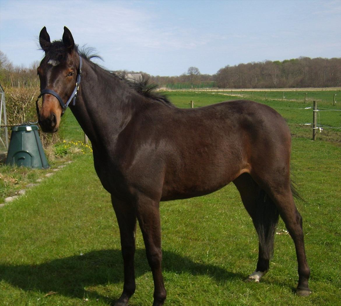 Oldenborg Ice Bell (solgt) billede 1