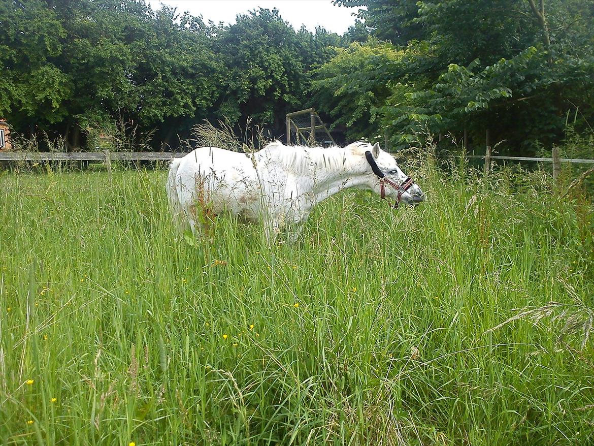 Anden særlig race Maxi billede 3