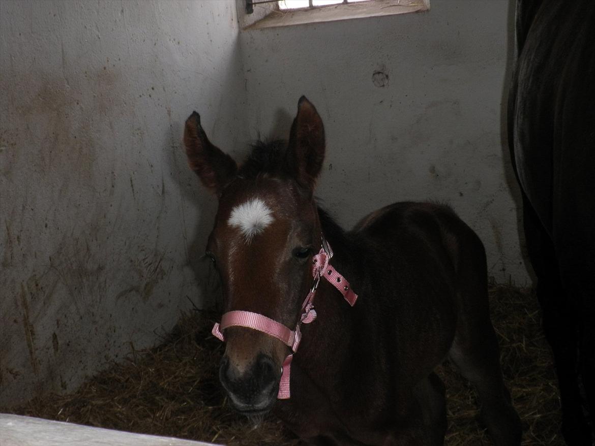 Oldenborg Ice Bell (solgt) billede 2