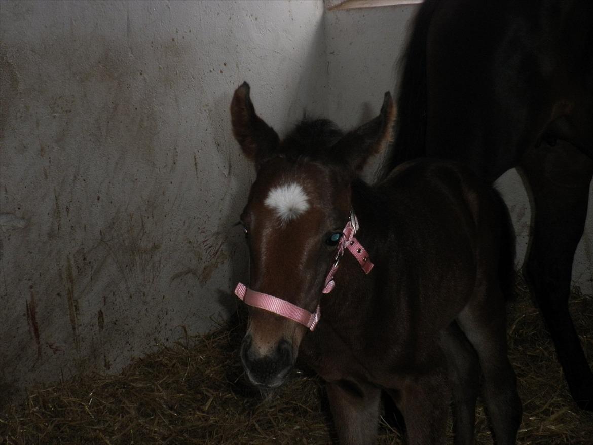 Oldenborg Ice Bell (solgt) billede 3