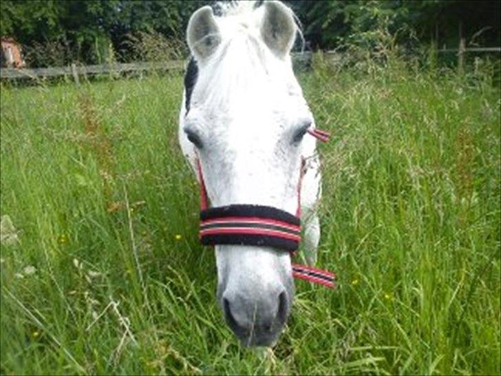 Anden særlig race Maxi billede 8