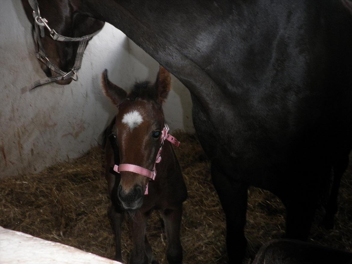 Oldenborg Ice Bell (solgt) billede 4