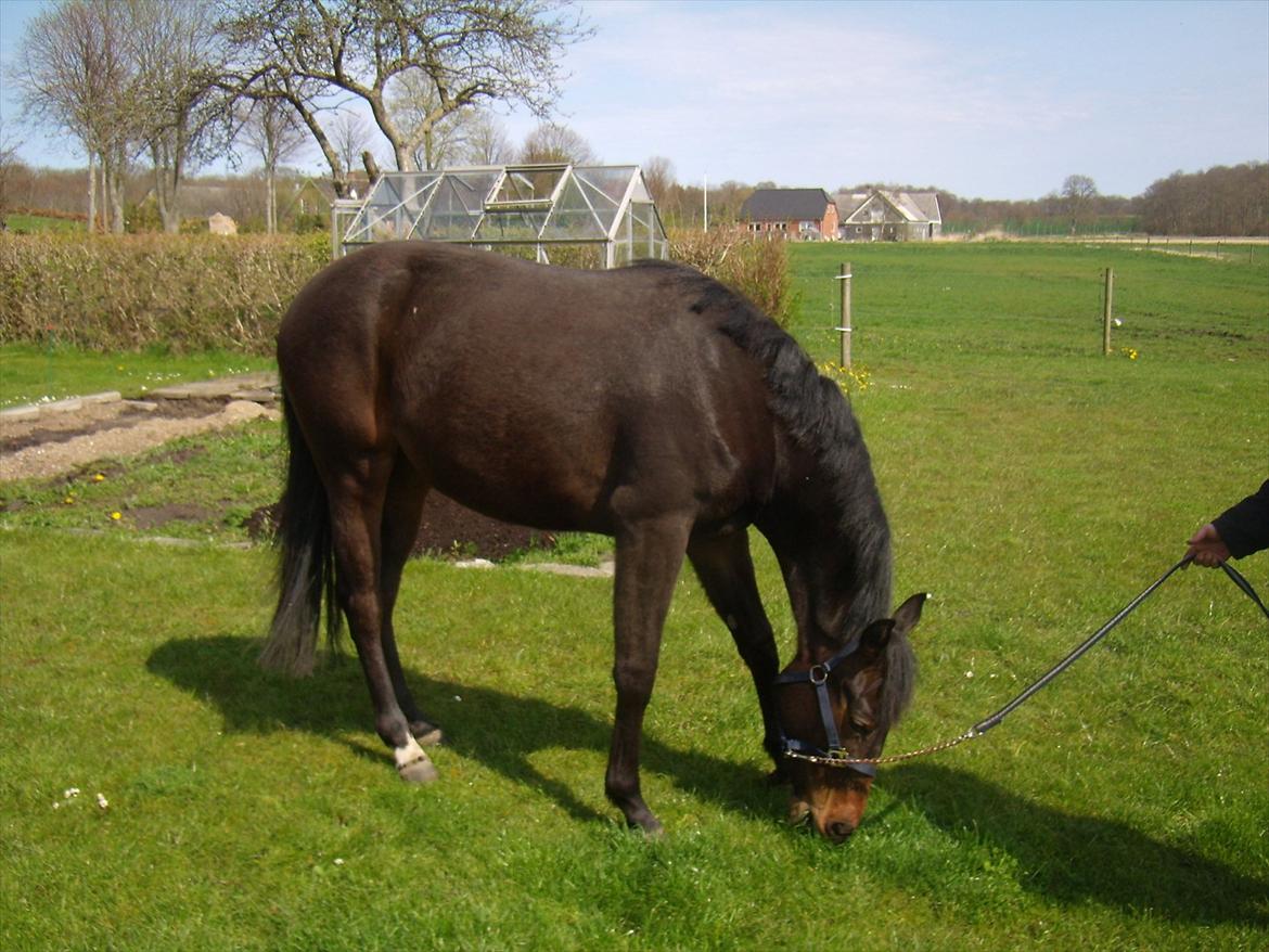 Oldenborg Ice Bell (solgt) billede 5