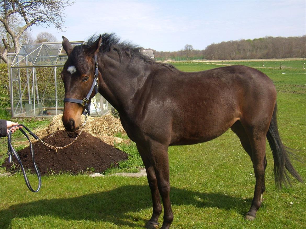 Oldenborg Ice Bell (solgt) billede 6