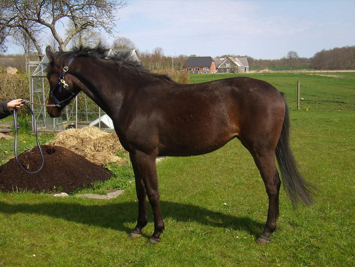 Oldenborg Ice Bell (solgt) billede 7