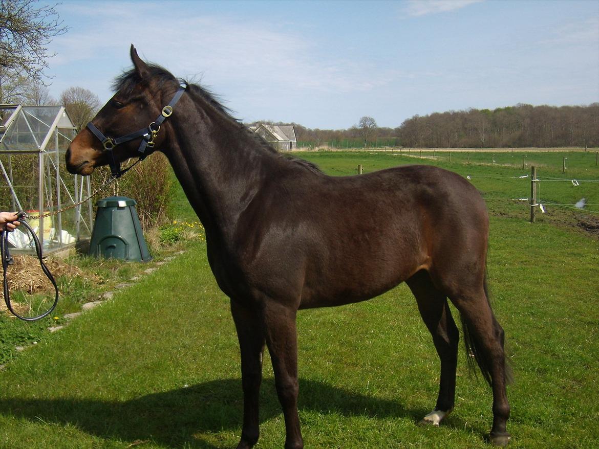 Oldenborg Ice Bell (solgt) billede 8