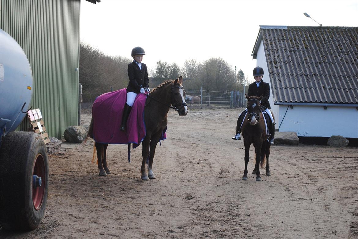 Anden særlig race ISOBELL (solgt) billede 8