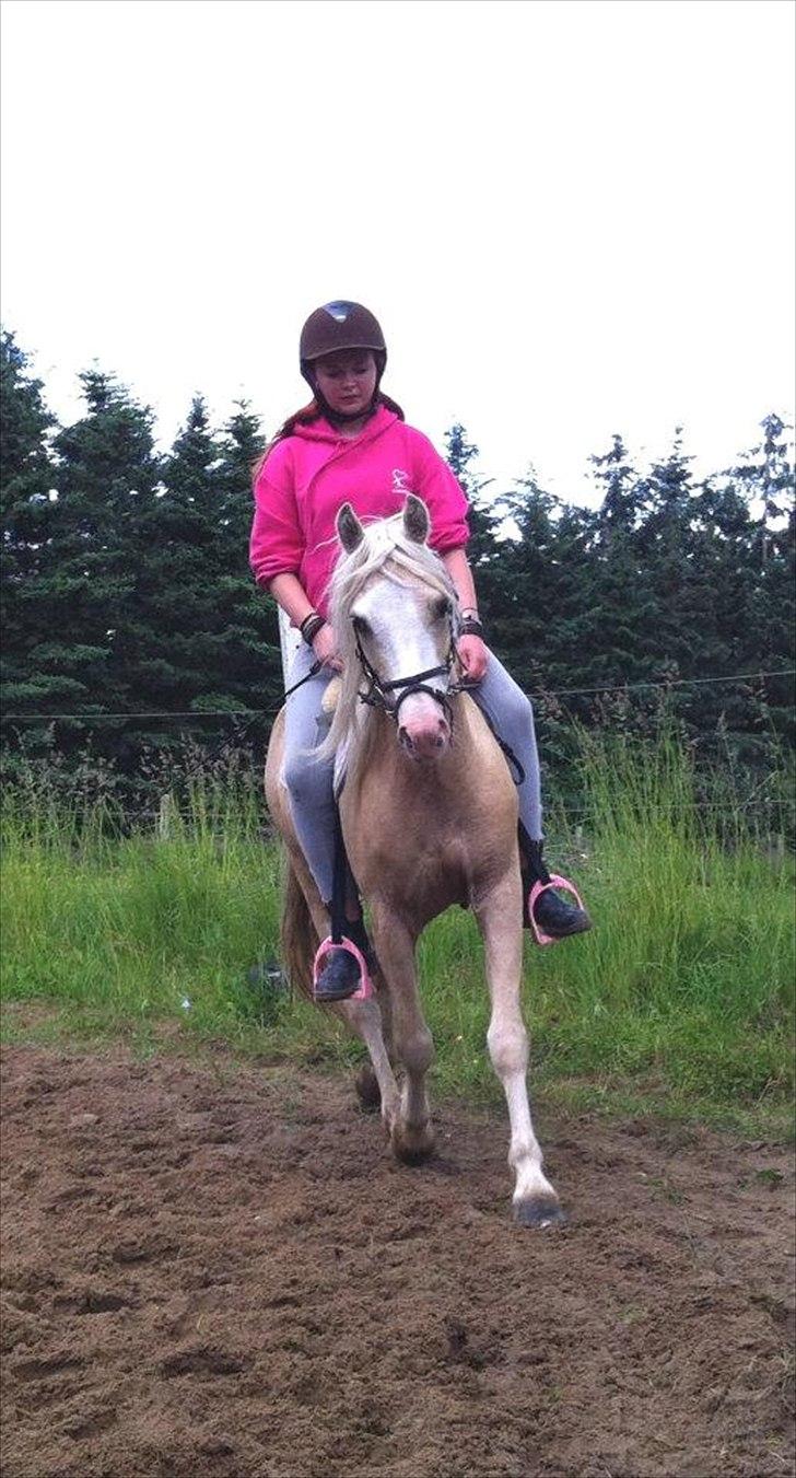 Welsh Pony (sec B) Fredens Ivory Knight billede 4