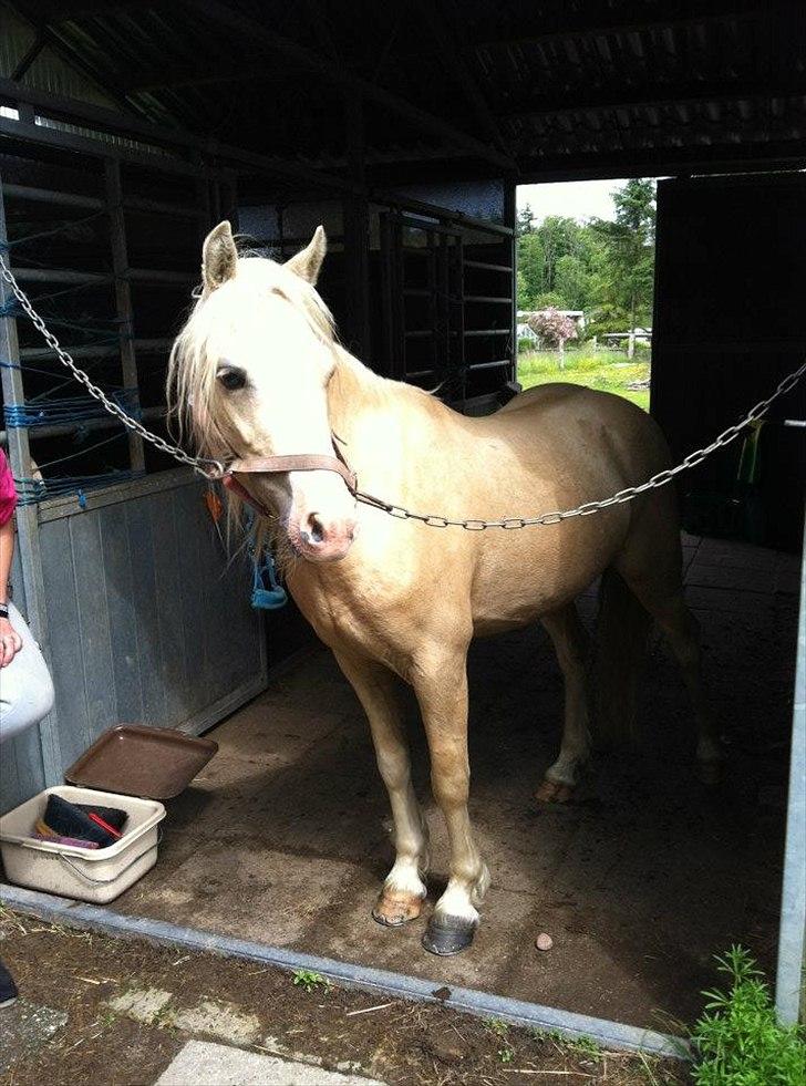 Welsh Pony (sec B) Fredens Ivory Knight billede 5