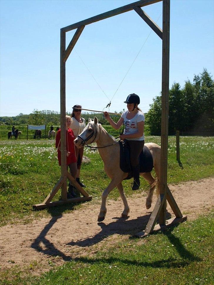 Welsh Pony (sec B) Fredens Ivory Knight - Til Ringrindnings stævne på Stald Trampboli billede 6