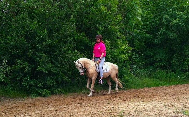 Welsh Pony (sec B) Fredens Ivory Knight billede 7